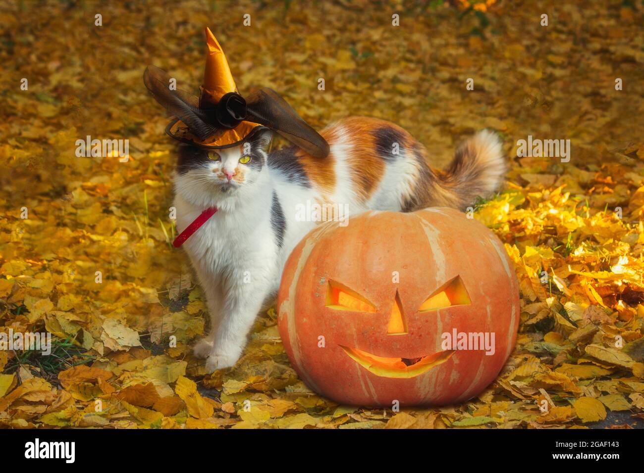 Biglietto d'auguri di Halloween con gatto nel cappello di strega Foto Stock
