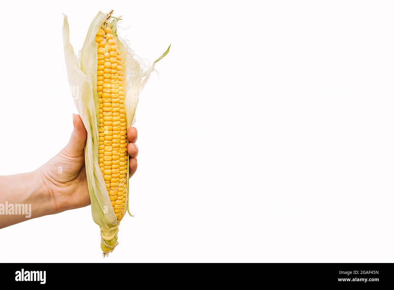 Orecchio di mais isolato con mano su sfondo bianco. Spazio di copia Foto Stock