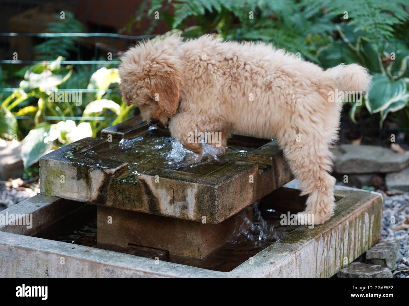Barney, un piccolo Doodle d'oro, tenta di rinfrescarsi in una fontana d'acqua. Foto di Dennis Brack Foto Stock