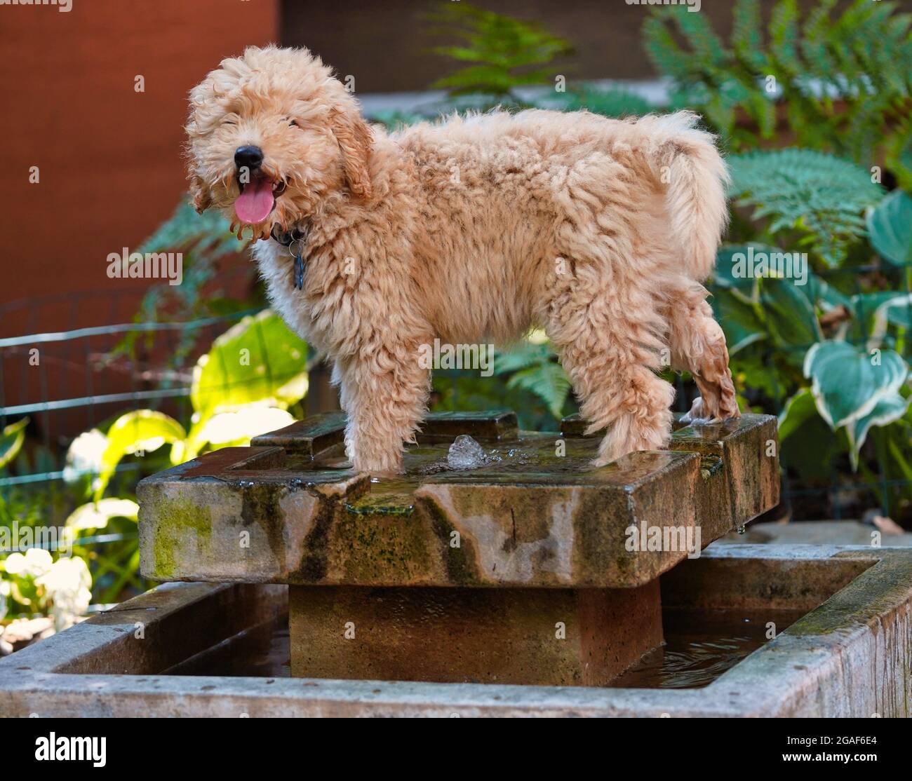 Barney, un piccolo Doodle d'oro, tenta di rinfrescarsi in una fontana d'acqua. Foto di Dennis Brack Foto Stock