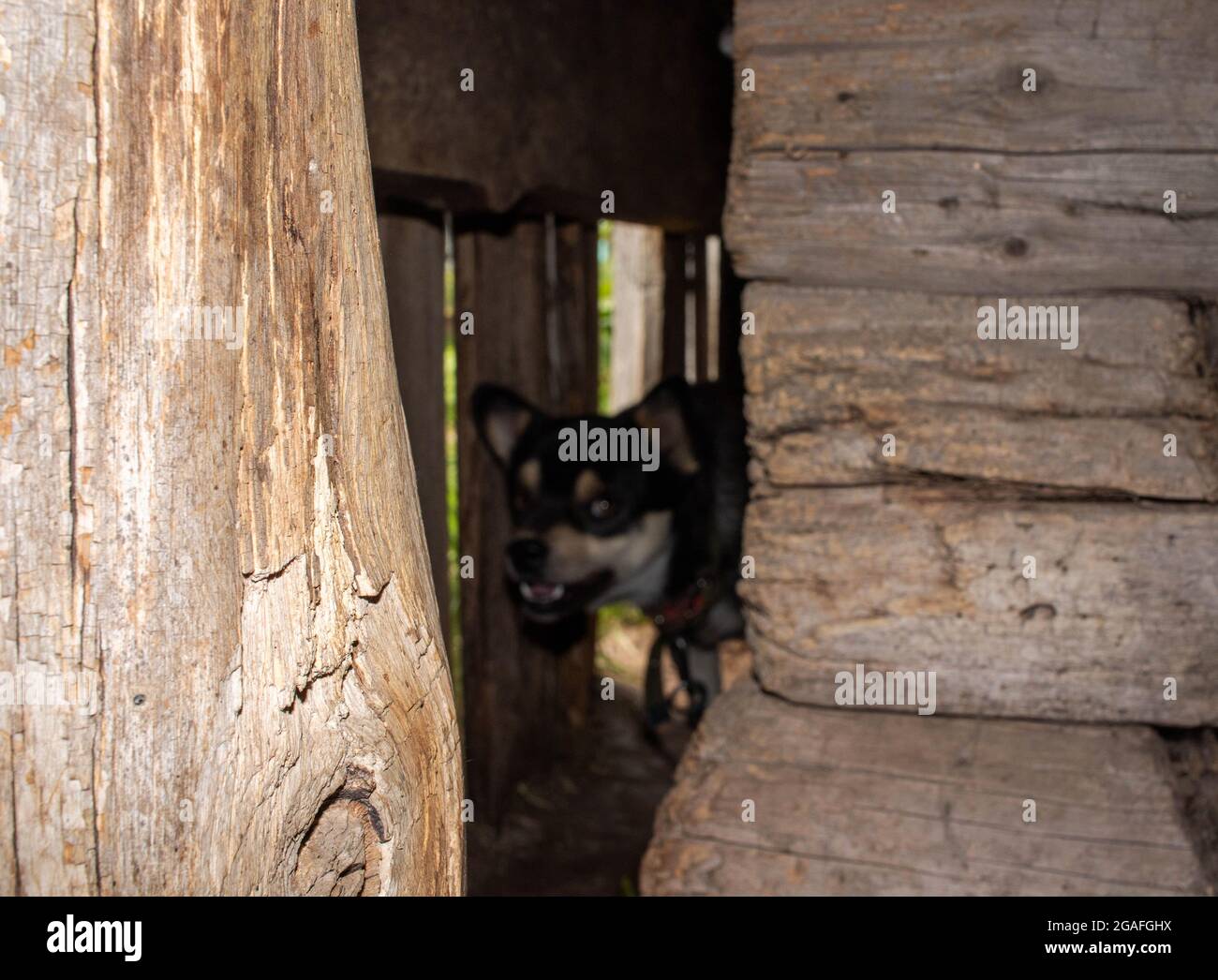 Un piccolo cane bianco e nero abbaia, sbucciando dalla fessura di un vecchio capannone di legno. Foto Stock