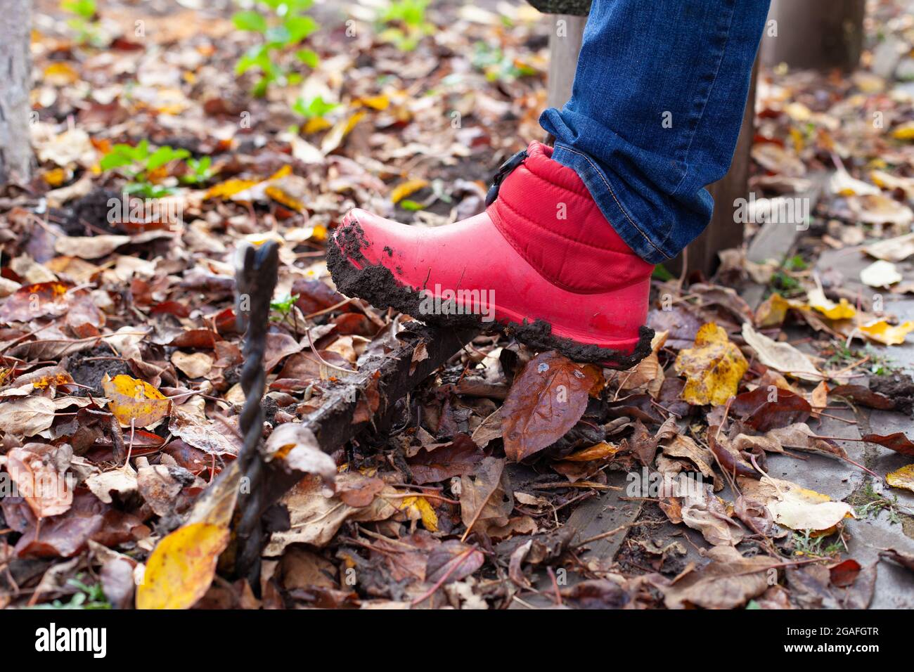 Stivali su un raschietto. Gli stivali in gomma sporchi vengono puliti dallo sporco della suola del tradizionale raschietto inglese nel giardino d'autunno Foto Stock