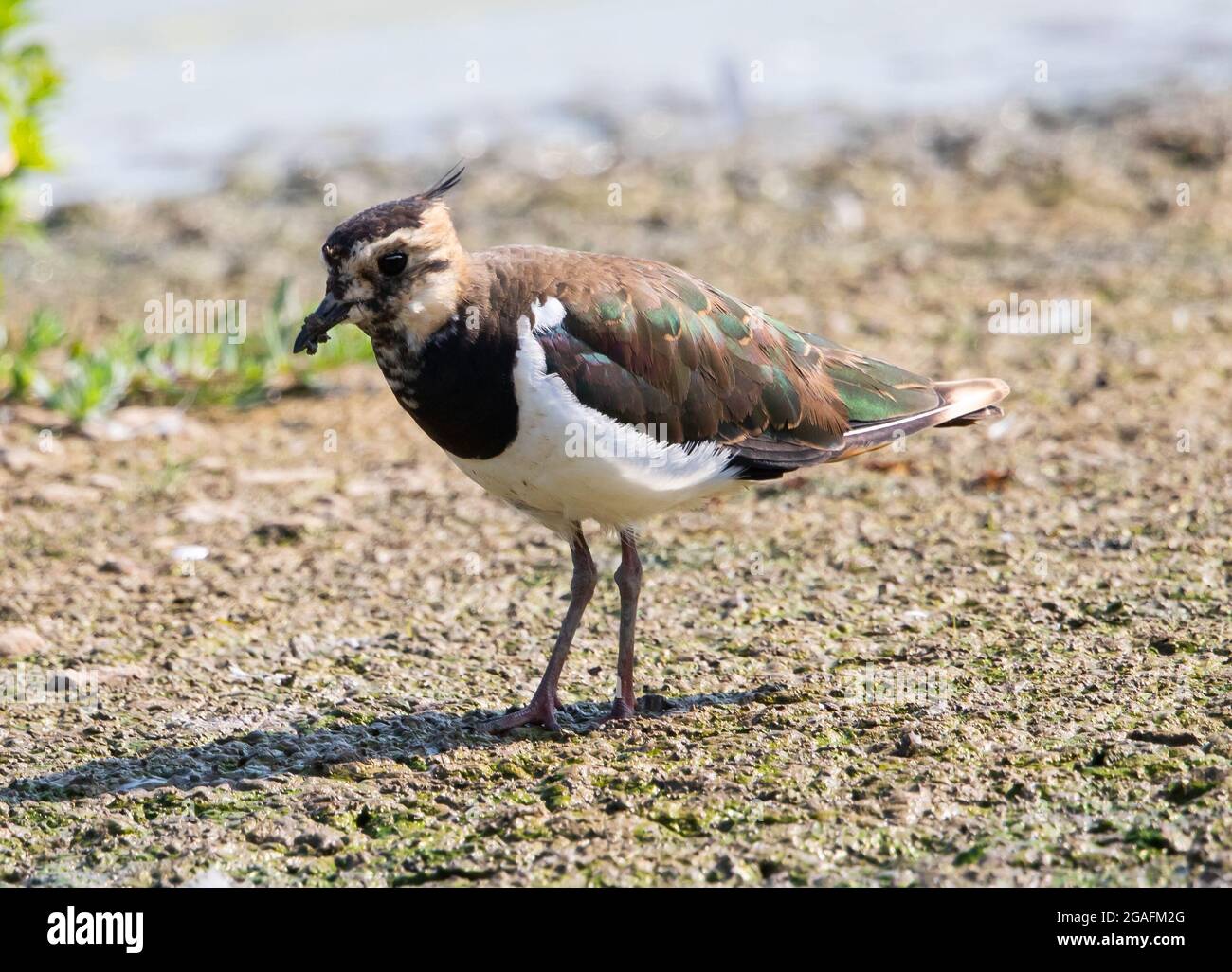 In chiusura a Slimbridge WWT Foto Stock