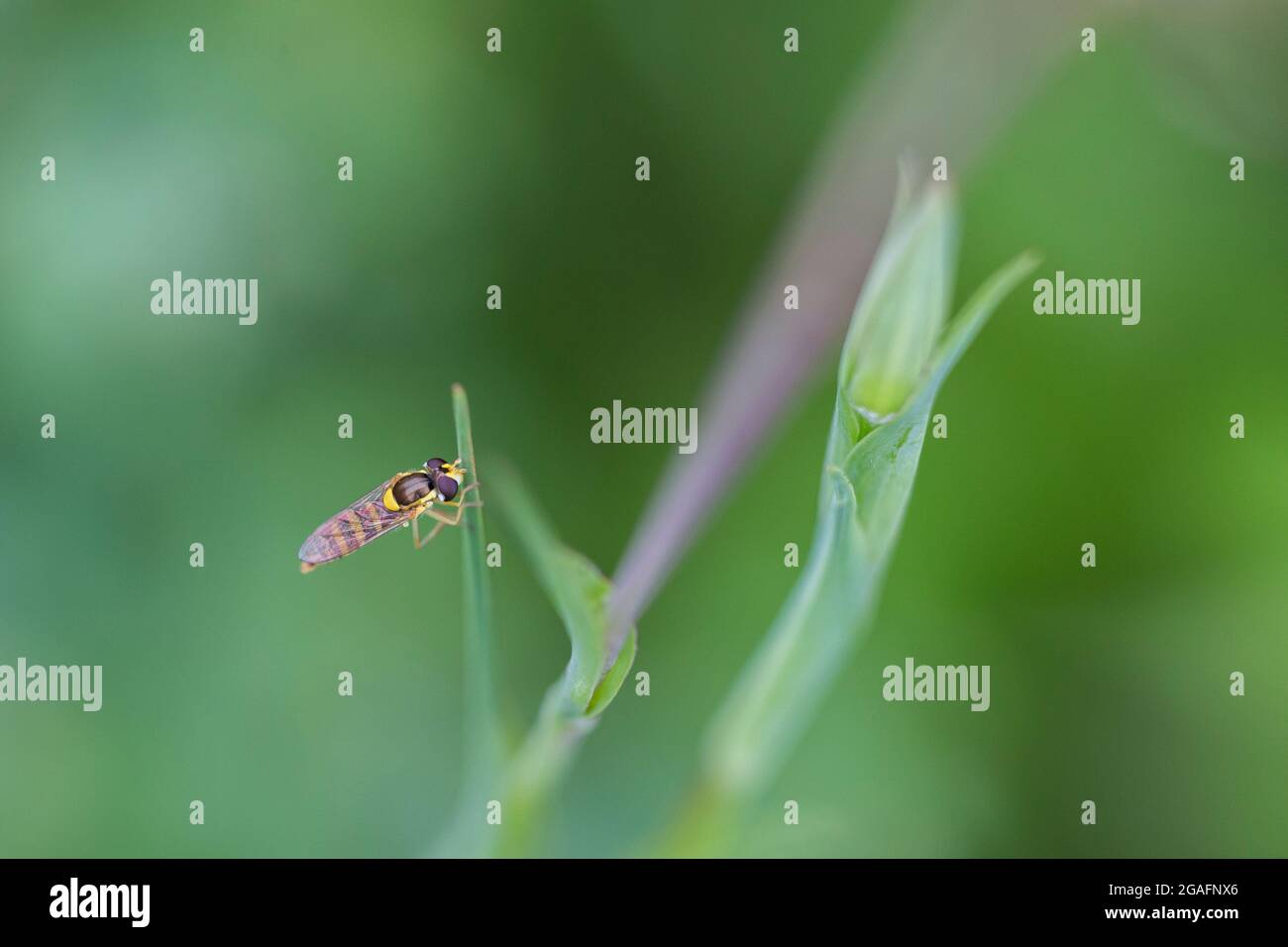 Hoverflies, chiamato anche mosche di fiori o mosche scirpide Foto Stock