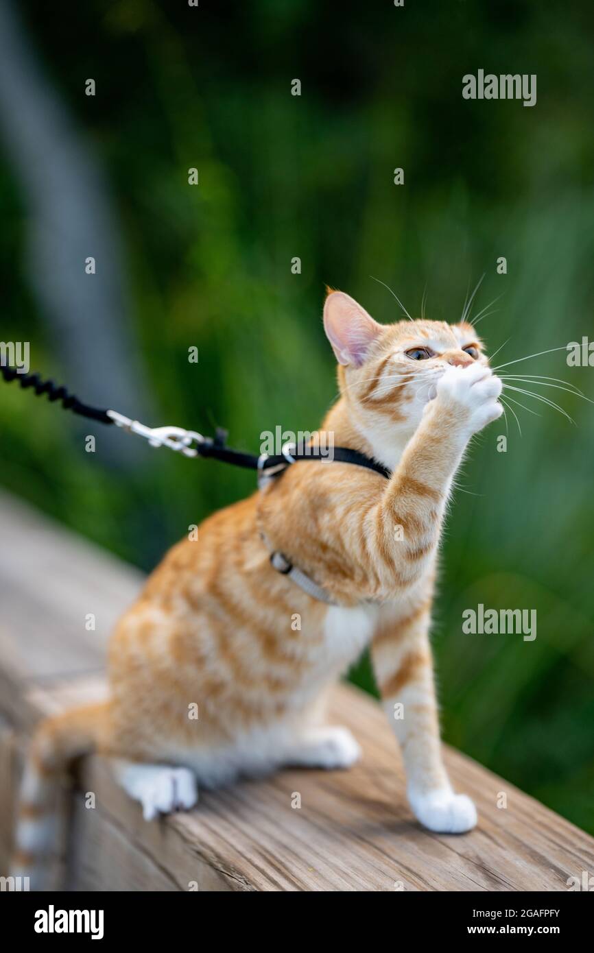 Gatto che ricopre la bocca con zampa Foto Stock