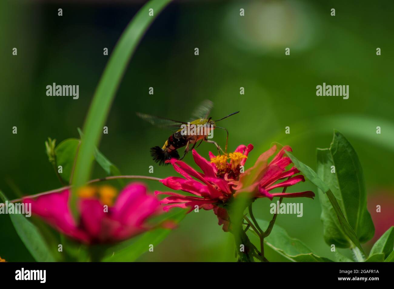 Dipinto jezebel Butterfly su un fiore Foto Stock