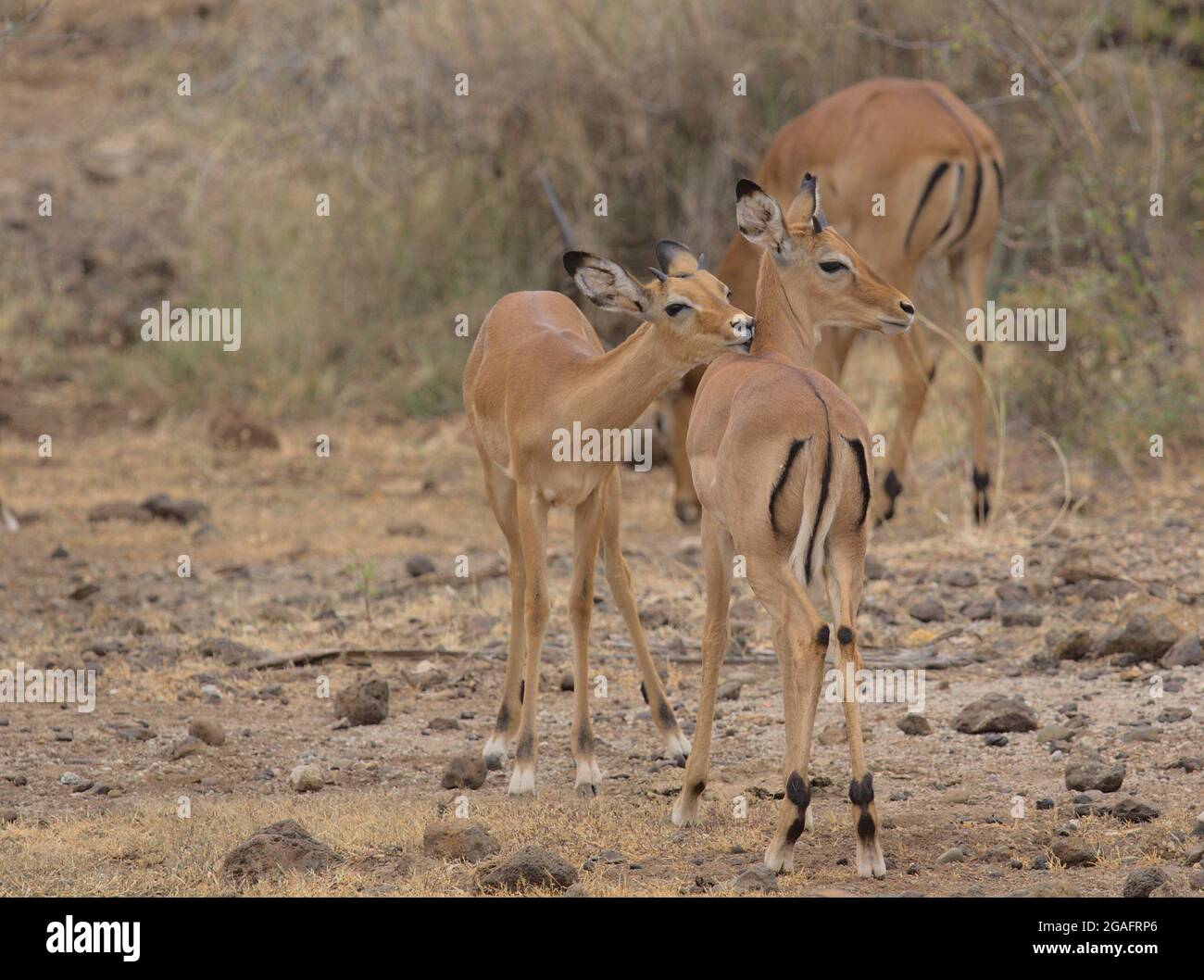 Due giovani impala maschili che costruiscono legami sociali attraverso la cura tenera e la pulizia reciproca delle spalle nel selvaggio Kenya Foto Stock