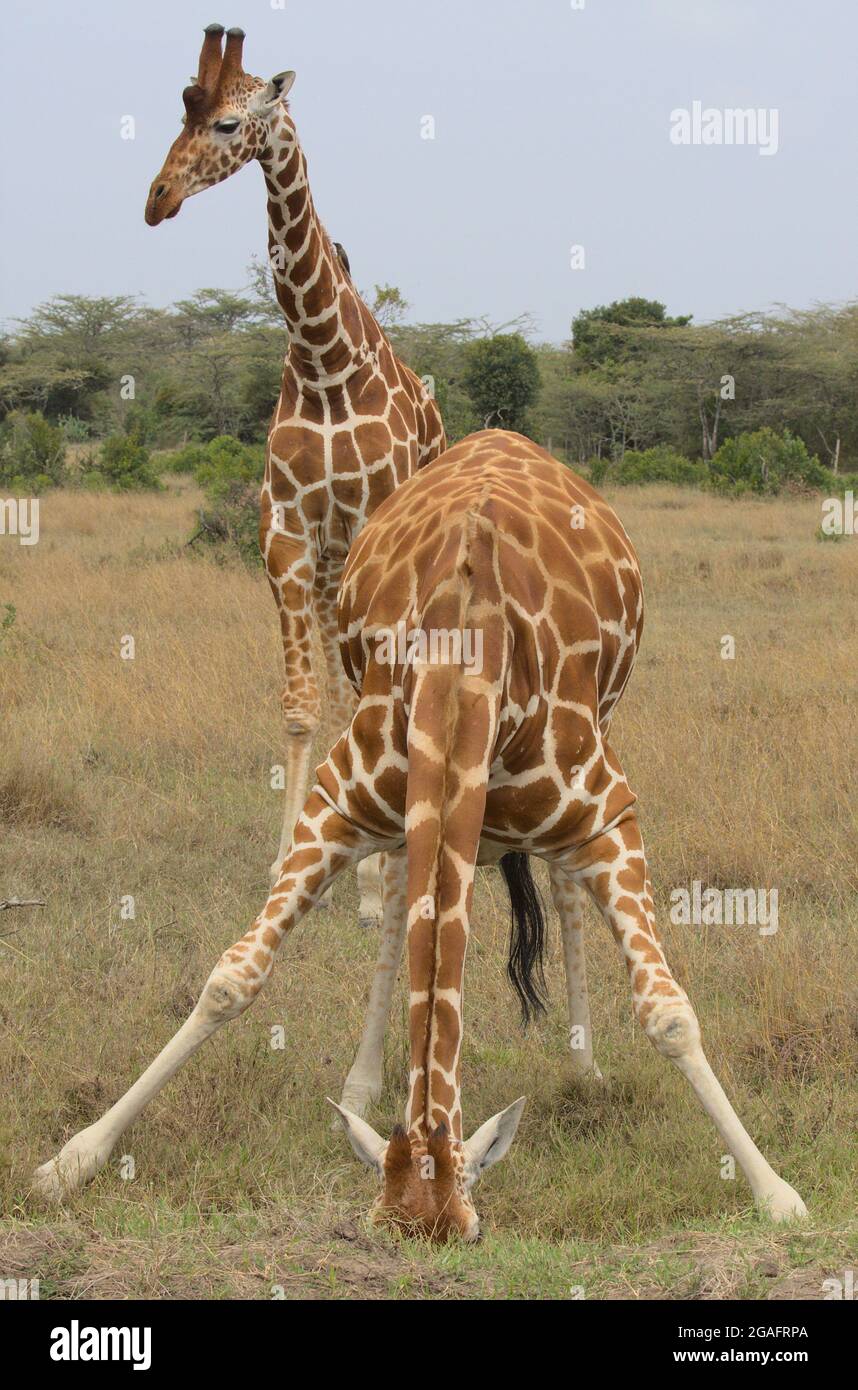 Una giraffa reticolata si distende le gambe e si piega verso il basso per prendere un sorso d'acqua, mentre un altro si trova dietro di essa nel selvaggio, Kenya Foto Stock