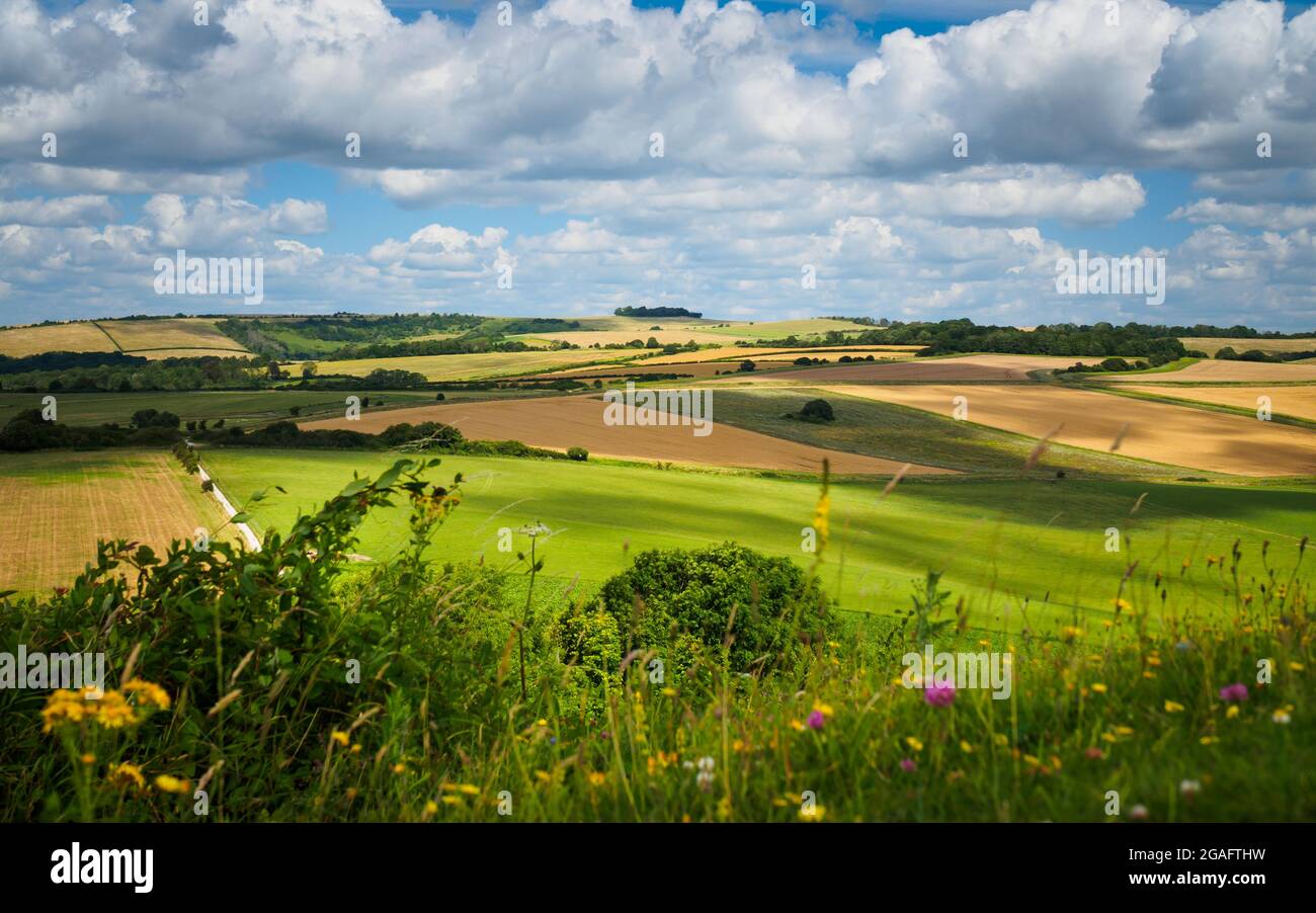 Guardando verso Chanctonbury Ring dal Cissbury Ring in un ventoso e nuvoloso giorno d'estate, si vede davvero fuori dai campi di patchwork sulle South Downs. P. Foto Stock