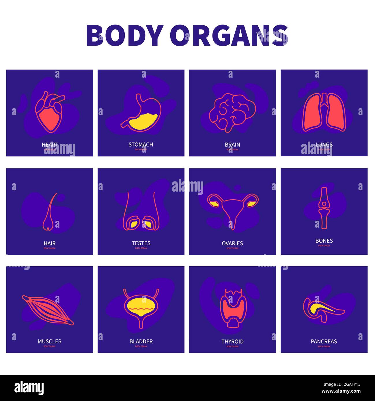 Organi del corpo umano, illustrazione concettuale Foto Stock