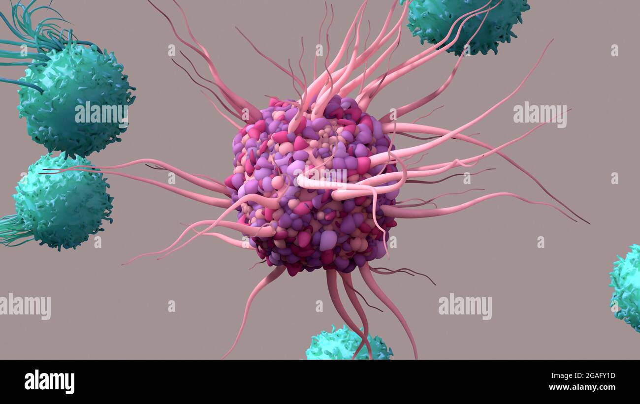 Cella dendritica che attiva le cellule T, illustrazione Foto Stock