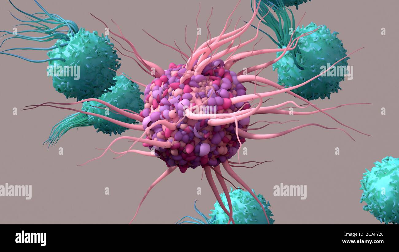 Cella dendritica che attiva le cellule T, illustrazione Foto Stock