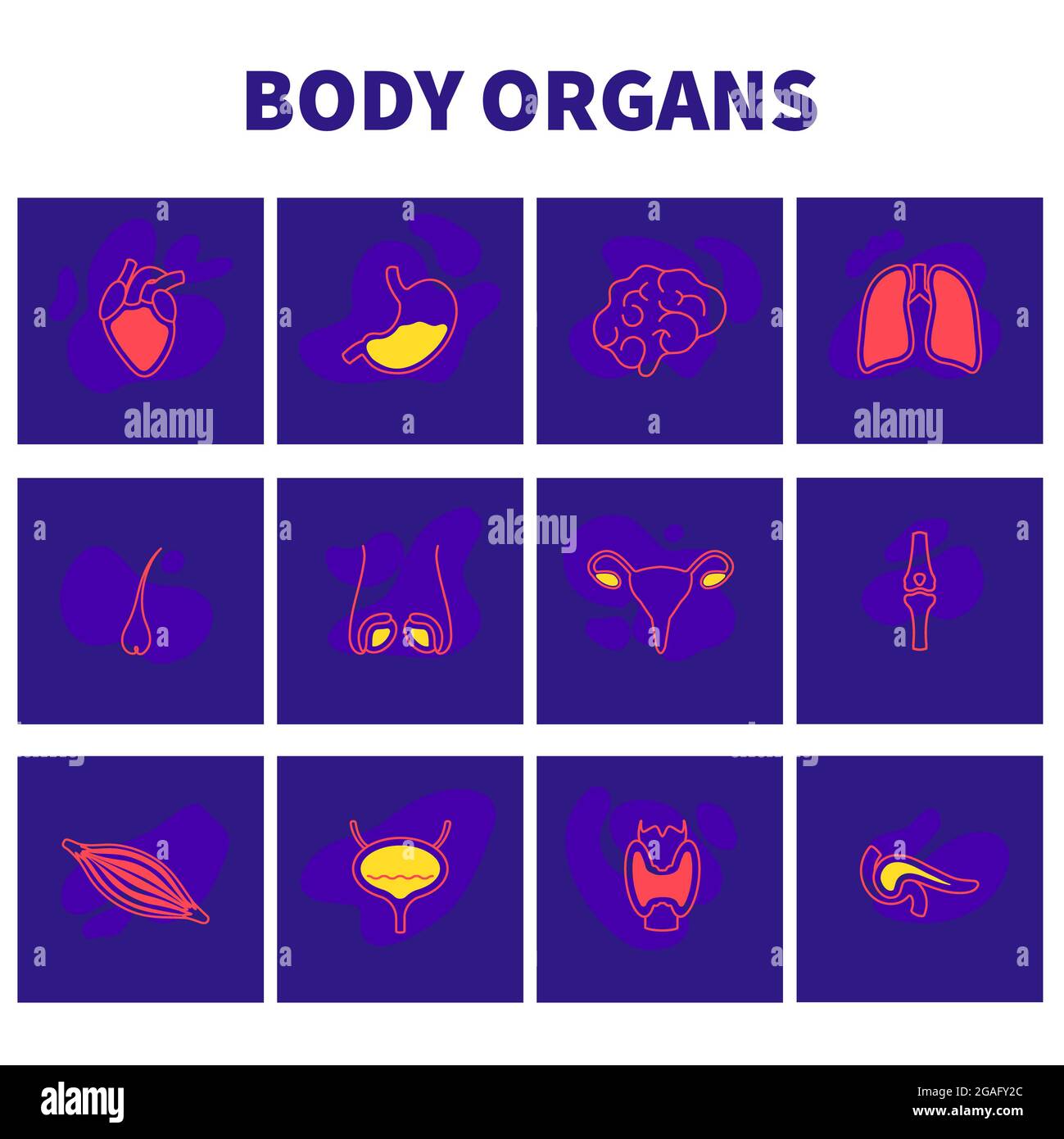 Organi del corpo umano, illustrazione concettuale Foto Stock