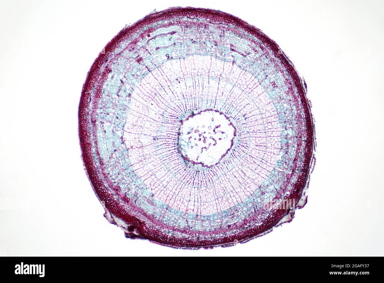 Stelo della pianta, micrografia leggera Foto Stock