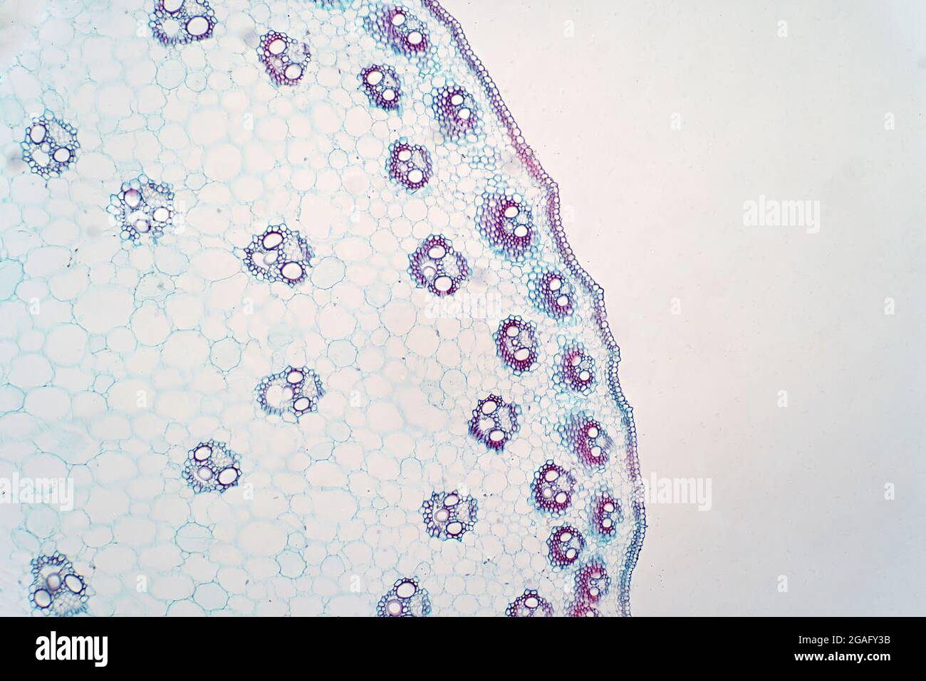 Sezione trasversale dello stelo monocotiledone, micrografia leggera Foto Stock