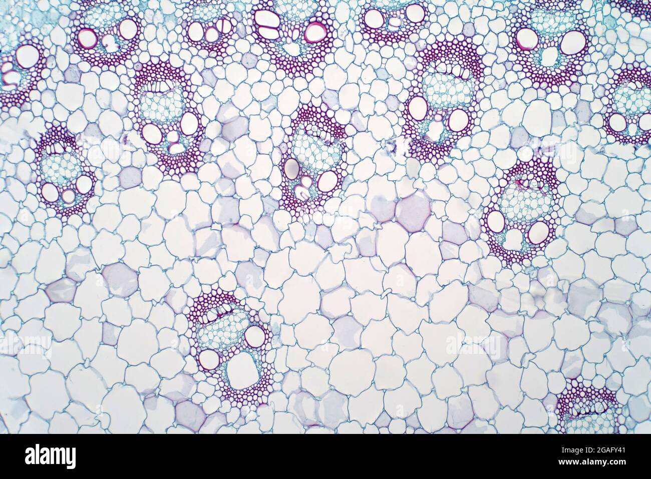 Tessuto vascolare vegetale monocotilare, micrografia leggera Foto Stock