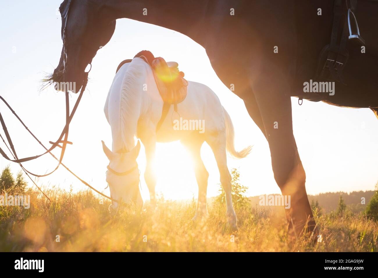 Vista su due cavalli bianchi e neri che pascolano in un prato estivo Foto Stock