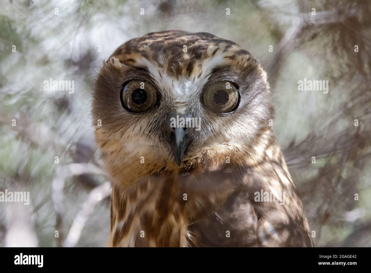 Southern Boopbook Owl rosting di giorno in un cespuglio Foto Stock