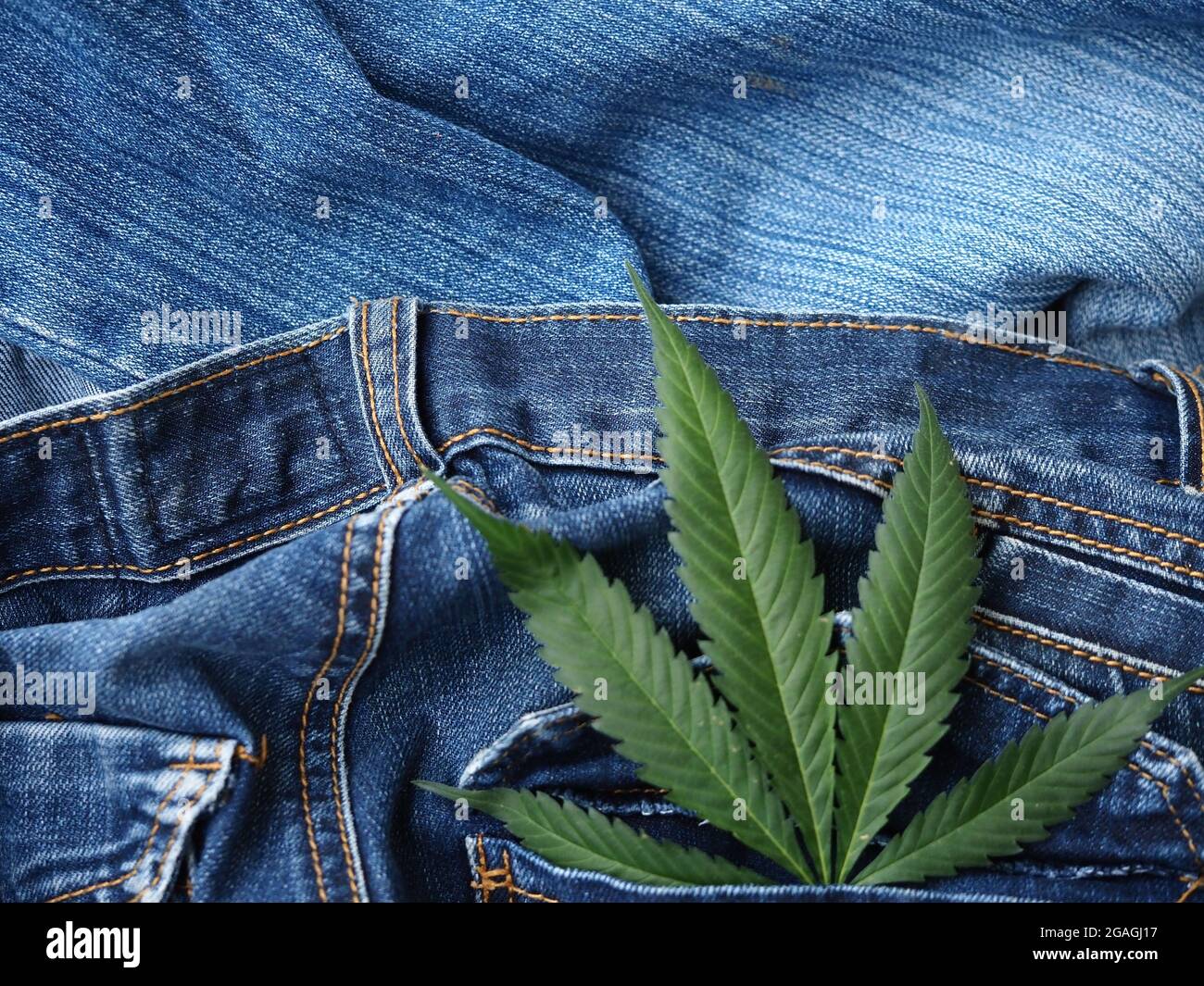 Foglia di canapa industriale su tessuto jeans Foto stock - Alamy