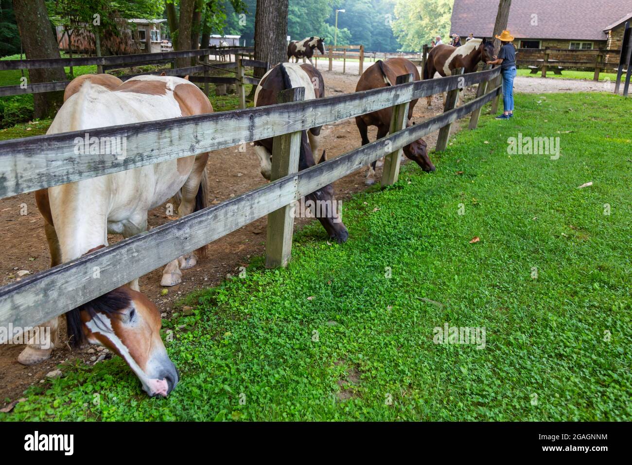 L'erba è sempre più verde sull'altro lato della recinzione per i cavalli al Brown County state Park Saddle Barn vicino Nashville, Indiana, USA. Foto Stock