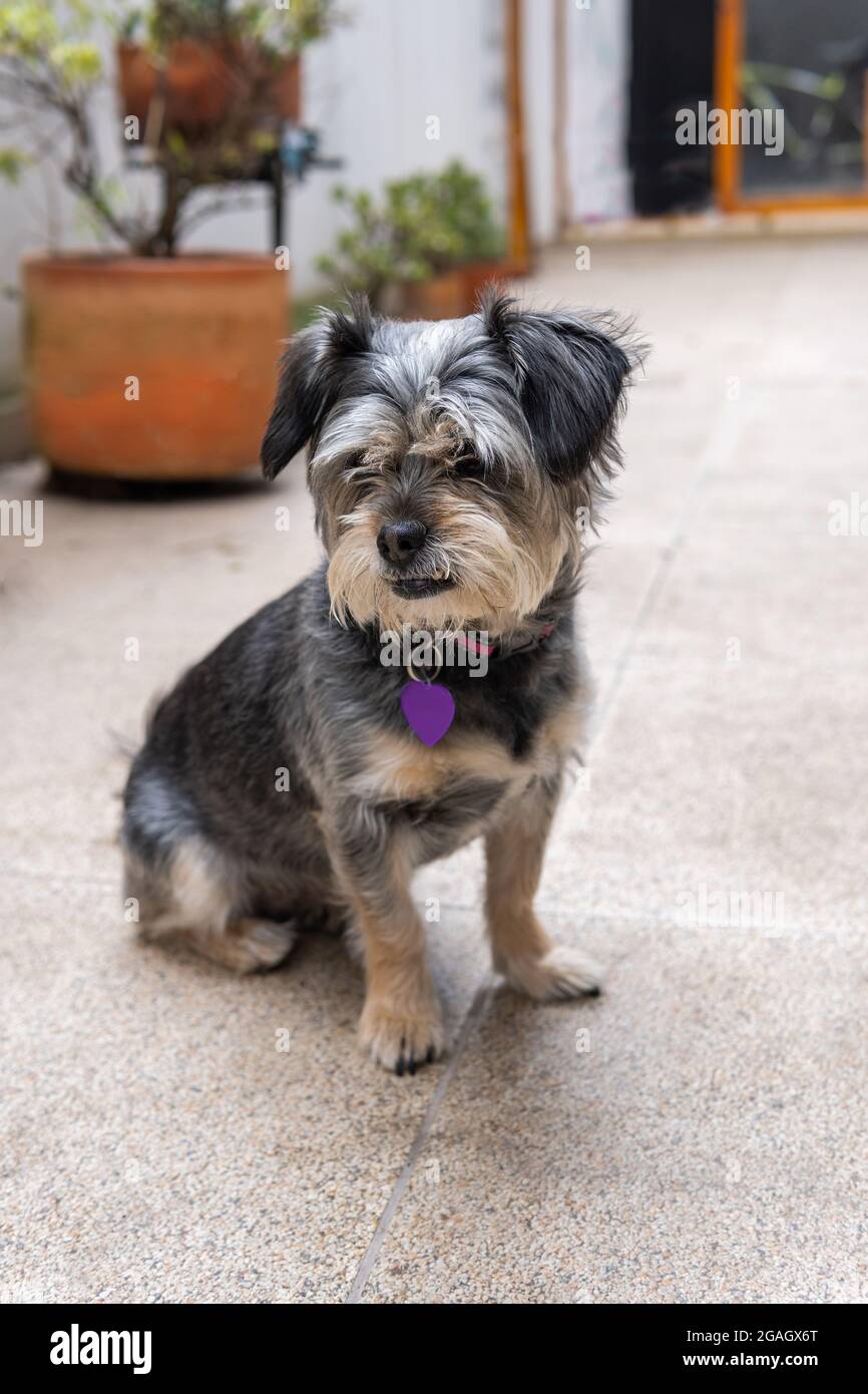 ritratto di un cane nero mongrel con targa in un cortile Foto Stock