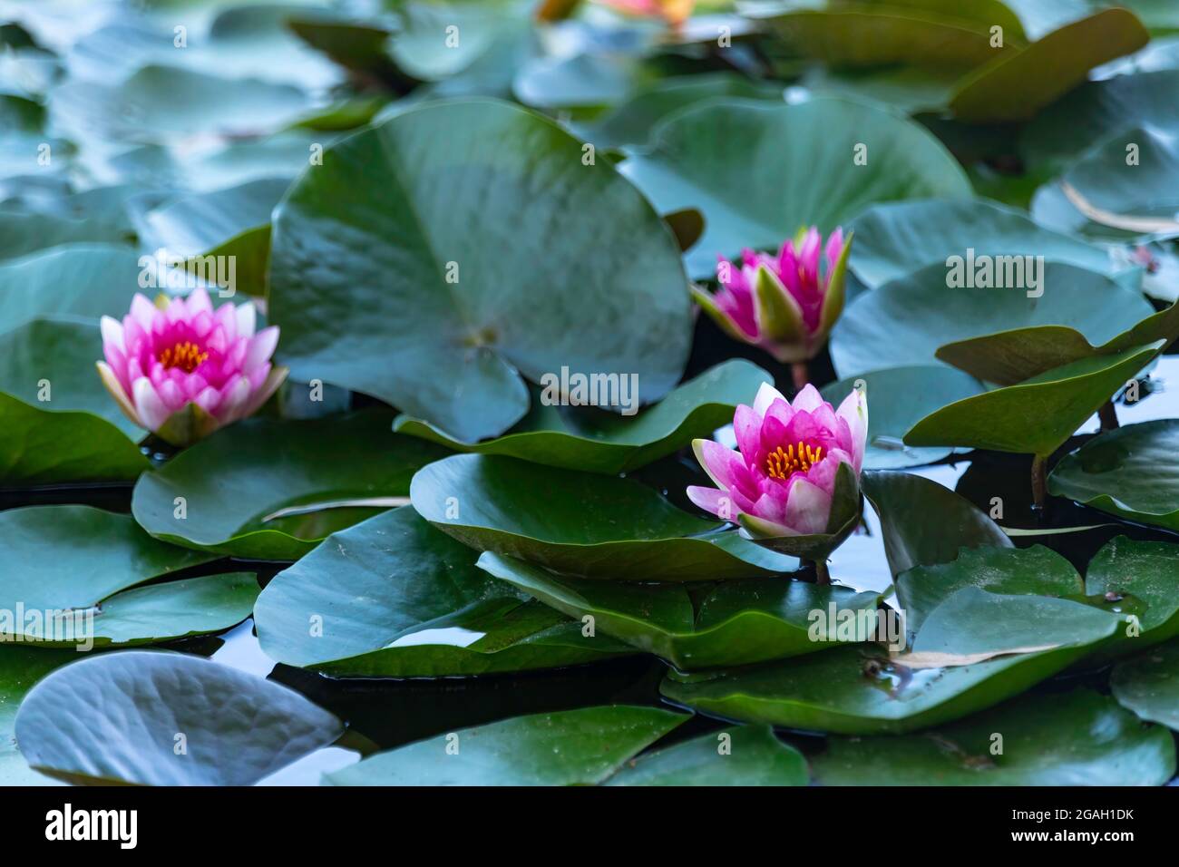 Vista ravvicinata del fiore di giglio d'acqua sullo sfondo delle foglie verdi Foto Stock