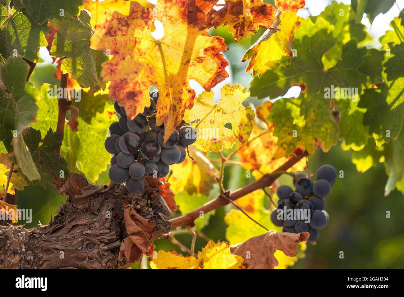 Vista closeup di grappoli di uve mature in foglie d'autunno colorate. Messa a fuoco selettiva. Israele Foto Stock