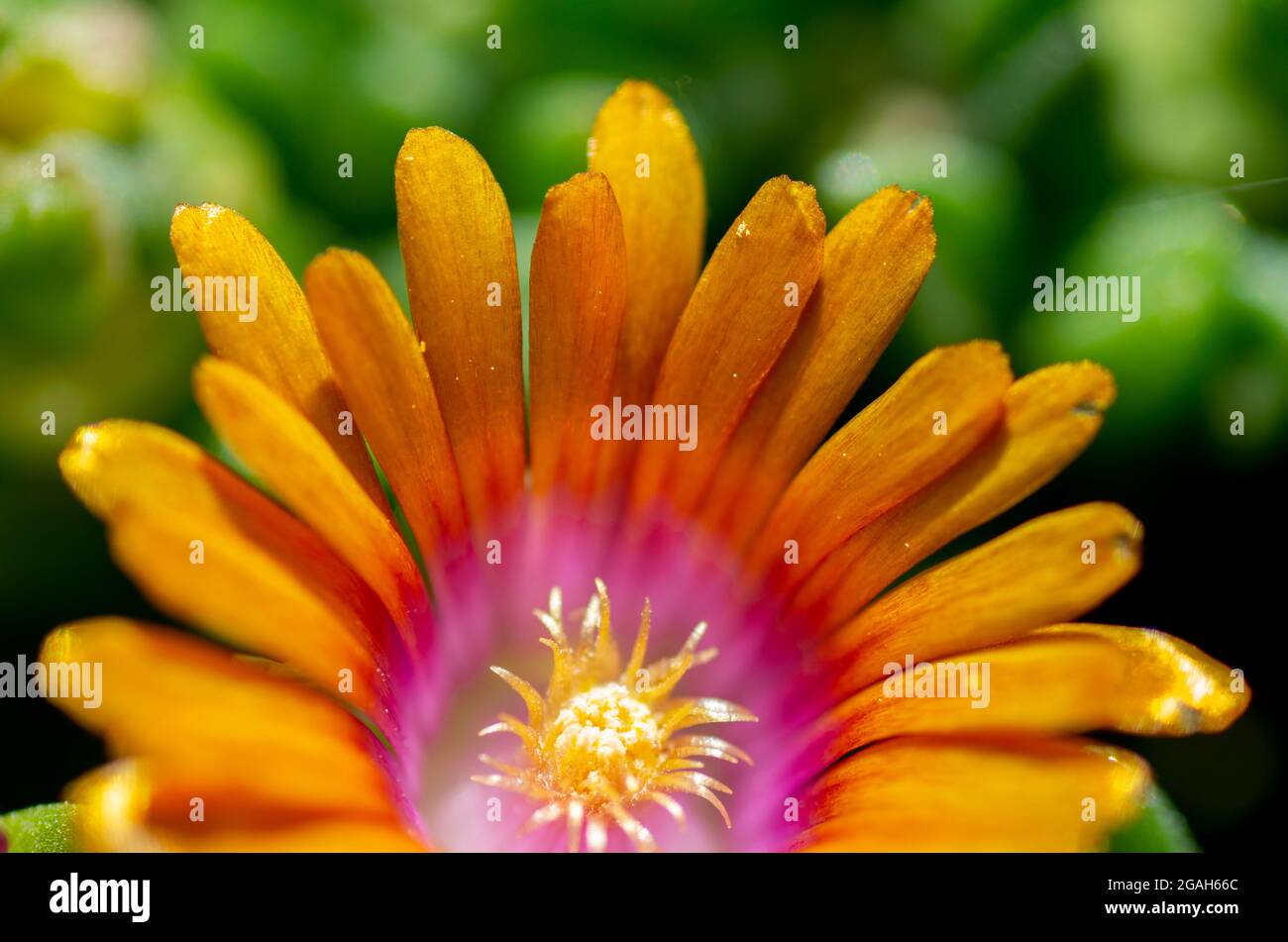 Arancio Delosperma fiore in giardino. Delosperma Sundella albicocca fiore con cuore viola . Primo piano. Dettaglio. Messa a fuoco selettiva. Foto Stock
