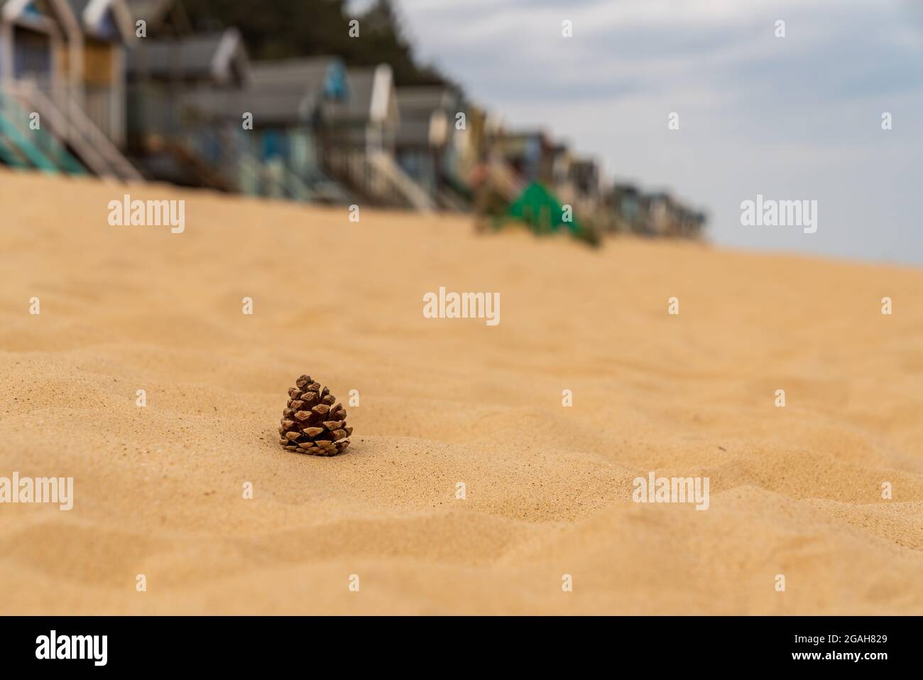 Un cono di abete nella sabbia della spiaggia, con spiaggia capanne in sfondo sfocato, visto in pozzetti-next-il-Mare, Norfolk, Inghilterra, Regno Unito Foto Stock