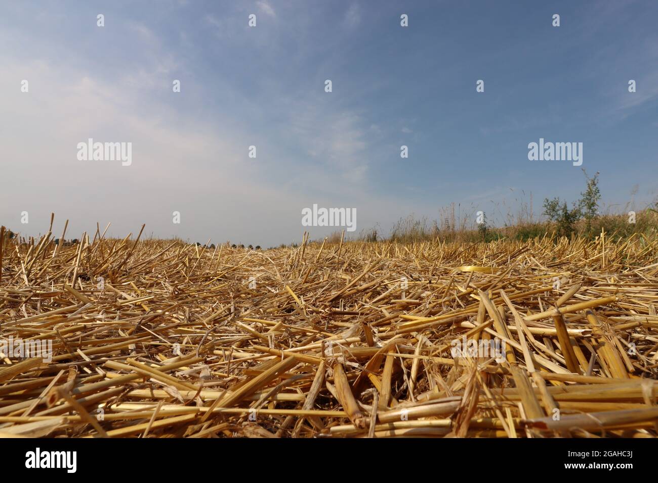 Stoppelfeld unter blauem Himmel Foto Stock