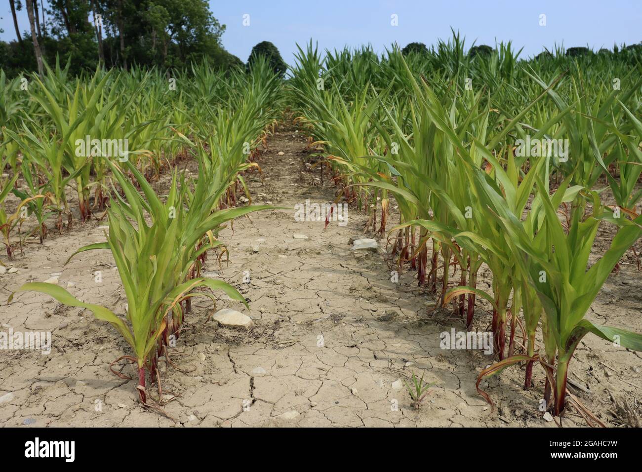 le piante giovani di mais sono allineate in su Foto Stock