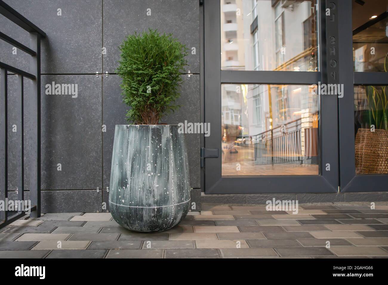 Verde piccolo tonja cinese sferico in una pentola di cemento vicino alla casa all'ingresso. Decorazioni tradizionali per la casa. Ingresso all'edificio, una pentola di Foto Stock