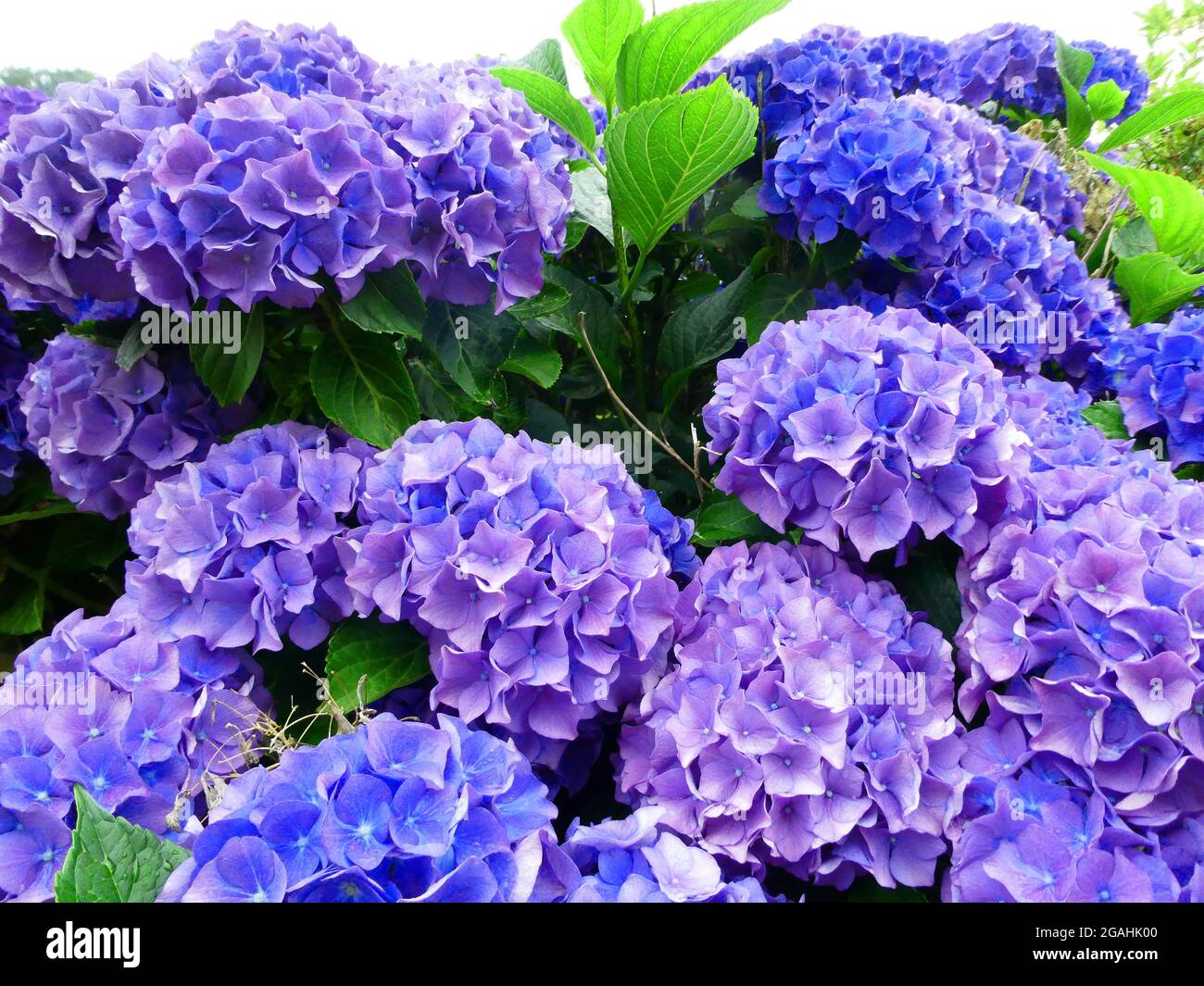 Bellissima macchia di macrophylla idrangea con fiori blu. Bigleaf hydrangea, lacecap hydrangea, moophead hydrangea, penny mac e hortensia Foto Stock