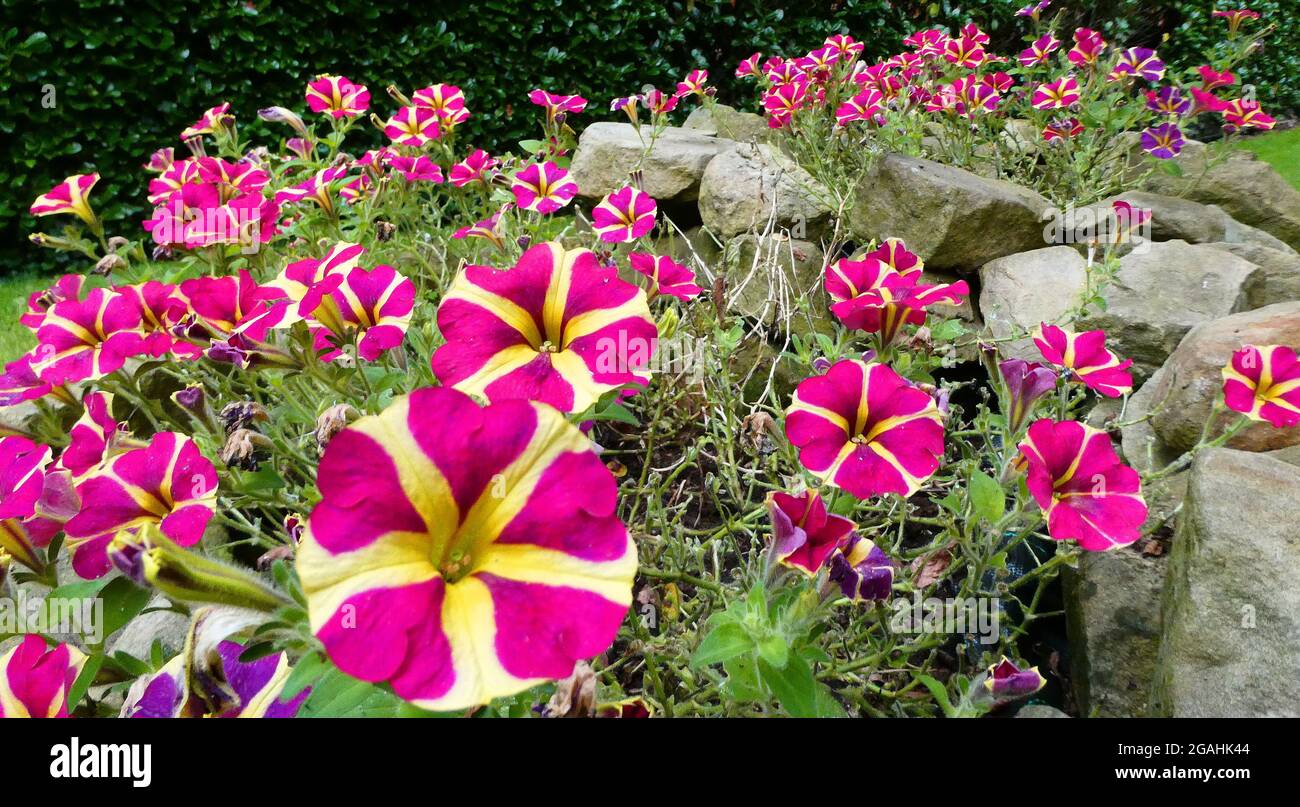 Una piantatrice di pietra piena di bellissimi fiori di petunia rosa e giallo a strisce combinati con quelli viola. Petunia Amore Regina dei cuori e Amore gioia Foto Stock