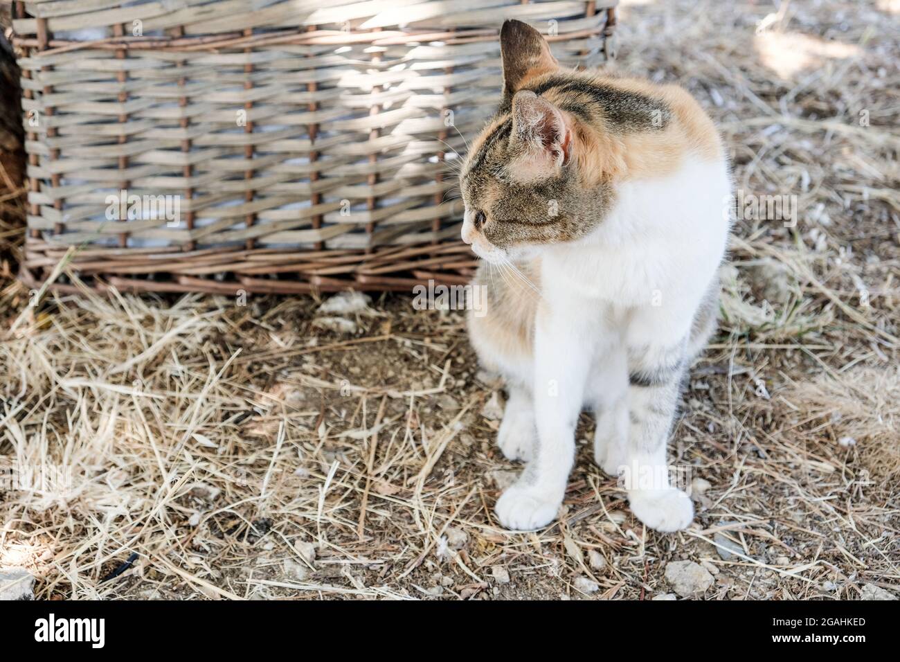 Carino Kitty colorato Foto Stock