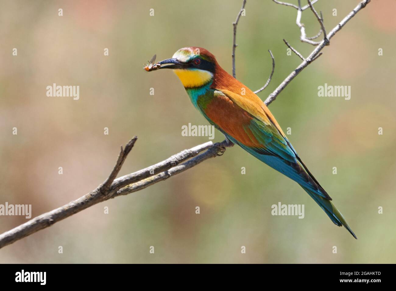 Ape-eater (Apiaster Merops) uccello colorato si siede su un ramo e tiene un'ape nel suo becco, scena della fauna selvatica a Gerolsheim, Germania. Foto Stock