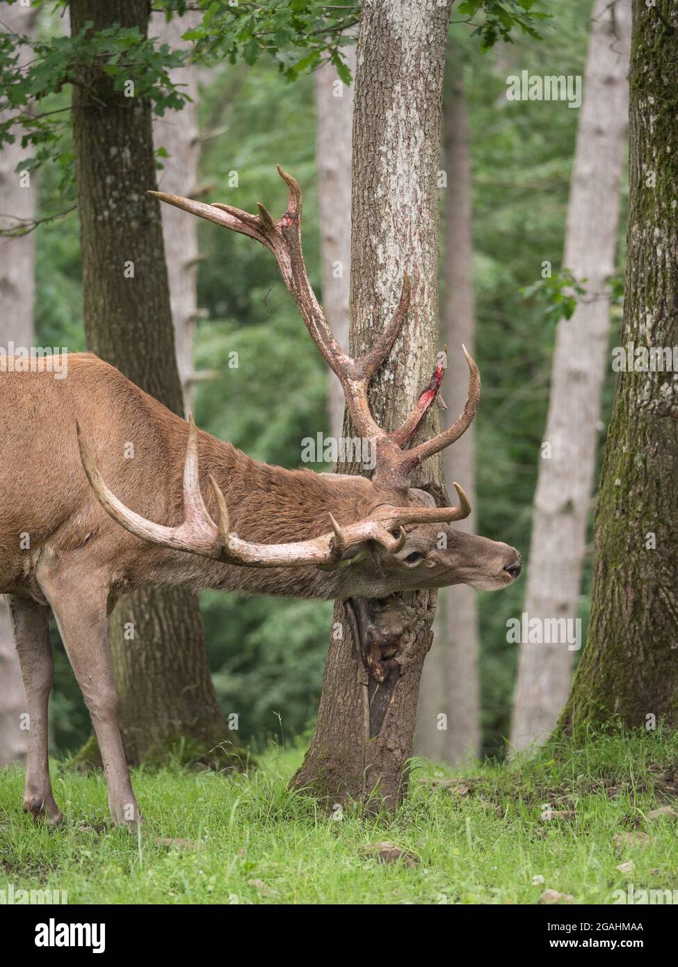 Cervo rosso durante la stagione di rutting Foto Stock