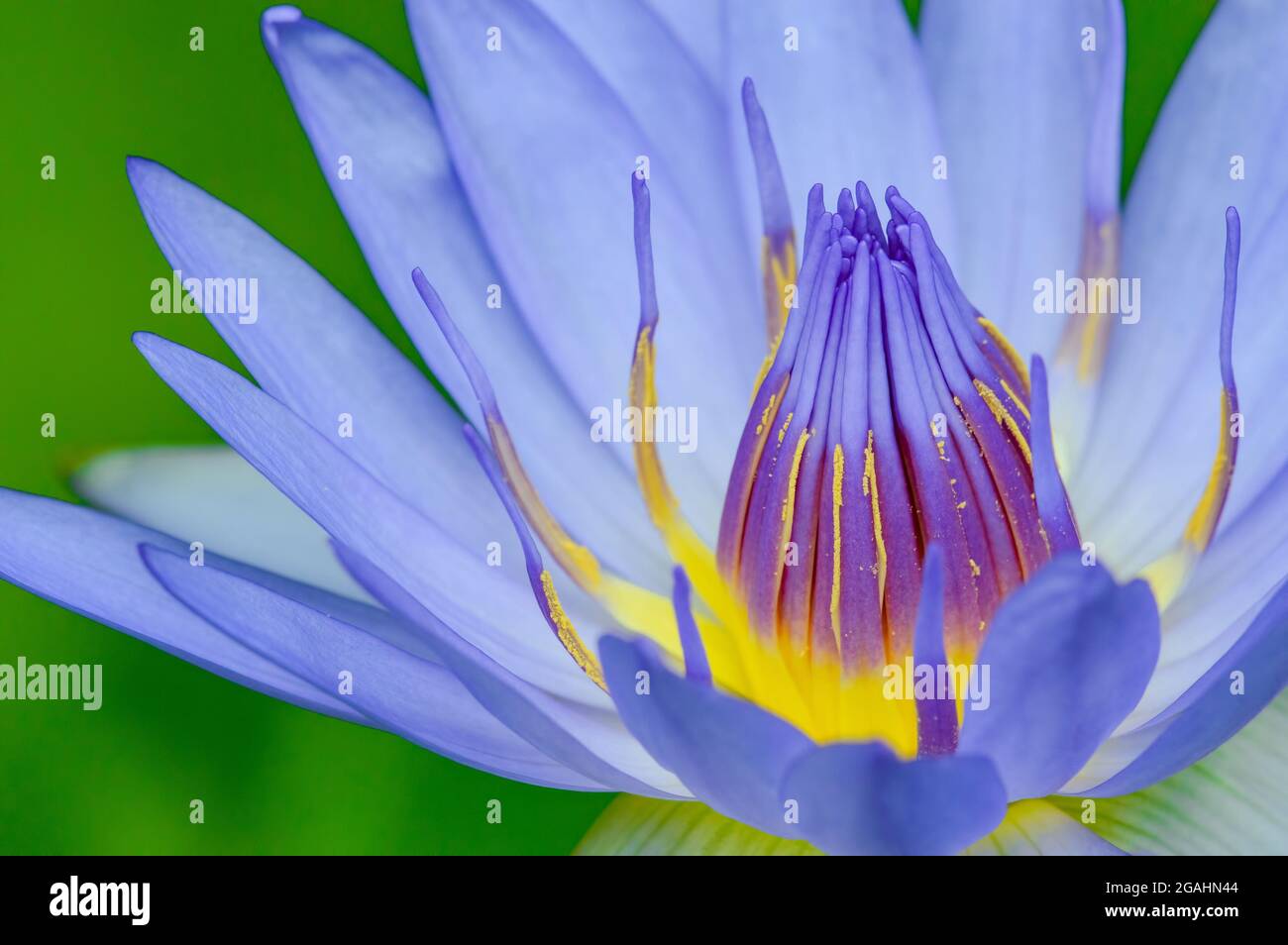 viola acqua illy, viola fiore di loto con polline giallo con sfondo verde pad Foto Stock