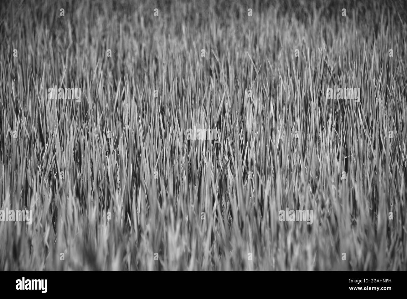 campo di riso in nero e bianco Foto Stock