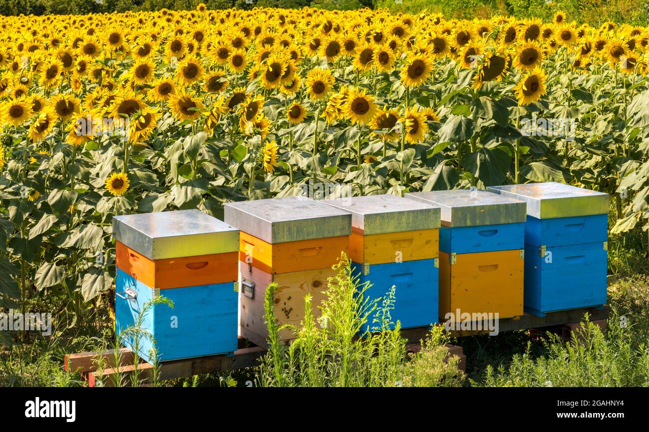 Alveari colorati nell'apiario nel campo dei girasoli a Farigliano, Cuneo,  Italia, per la produzione di miele Foto stock - Alamy