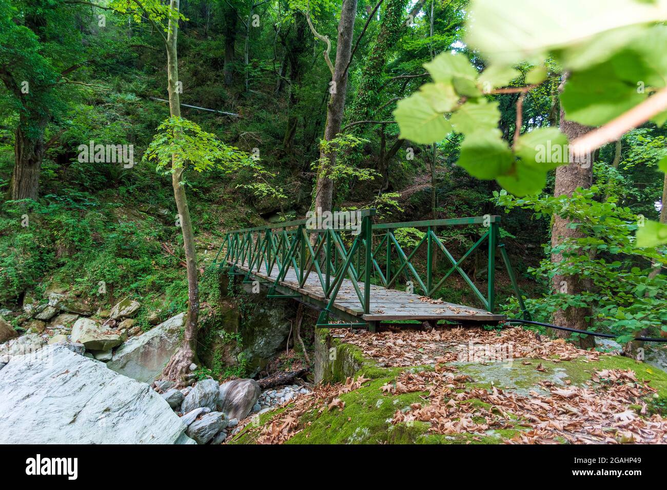 Ponte di legno nella foresta di Pelio, Grecia Foto Stock
