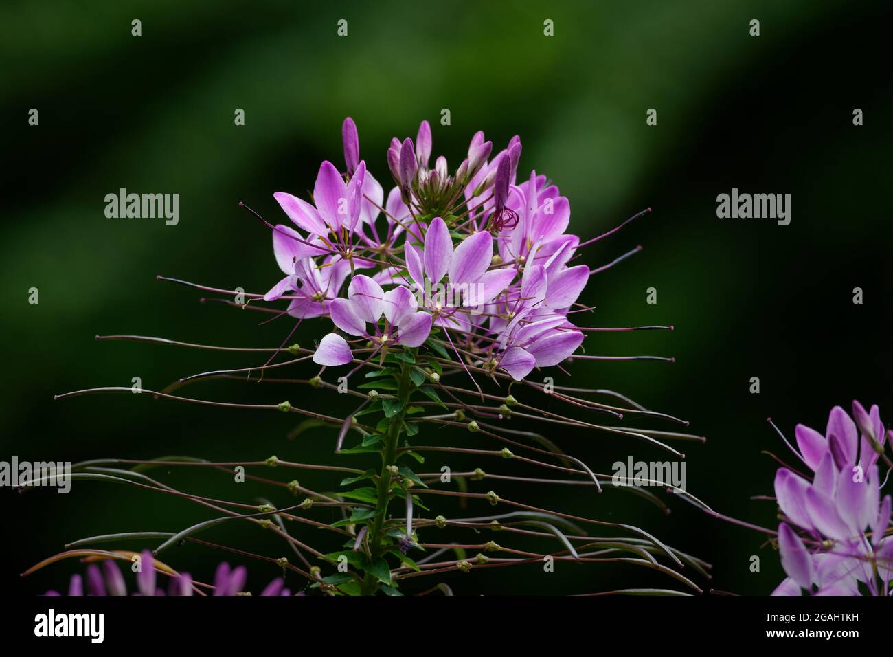 pulizia hassleriana, fiore ragno rosa su sfondo verde sfocato Foto Stock