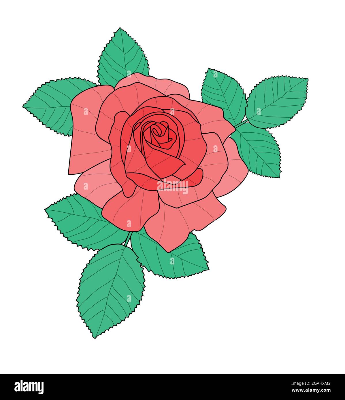 Rosa rossa con foglie. Illustrazione disegnata a mano isolata su bianco Illustrazione Vettoriale