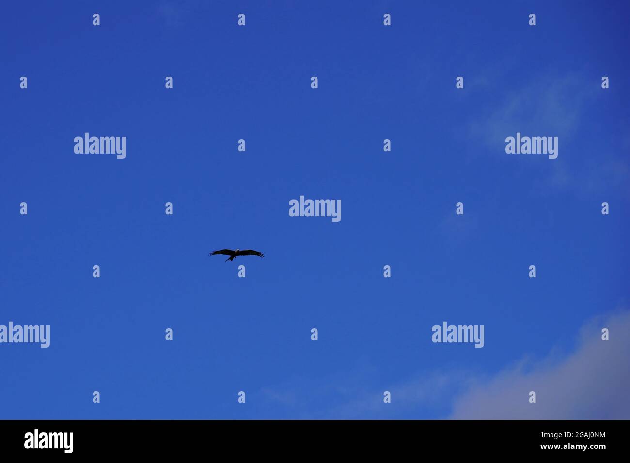 Uccello selvatico di preda che vola in alto. Ha ali allargate. C'è un cielo blu sullo sfondo con un pezzo di una nuvola bianca. C'è spazio per la copia intorno. Foto Stock