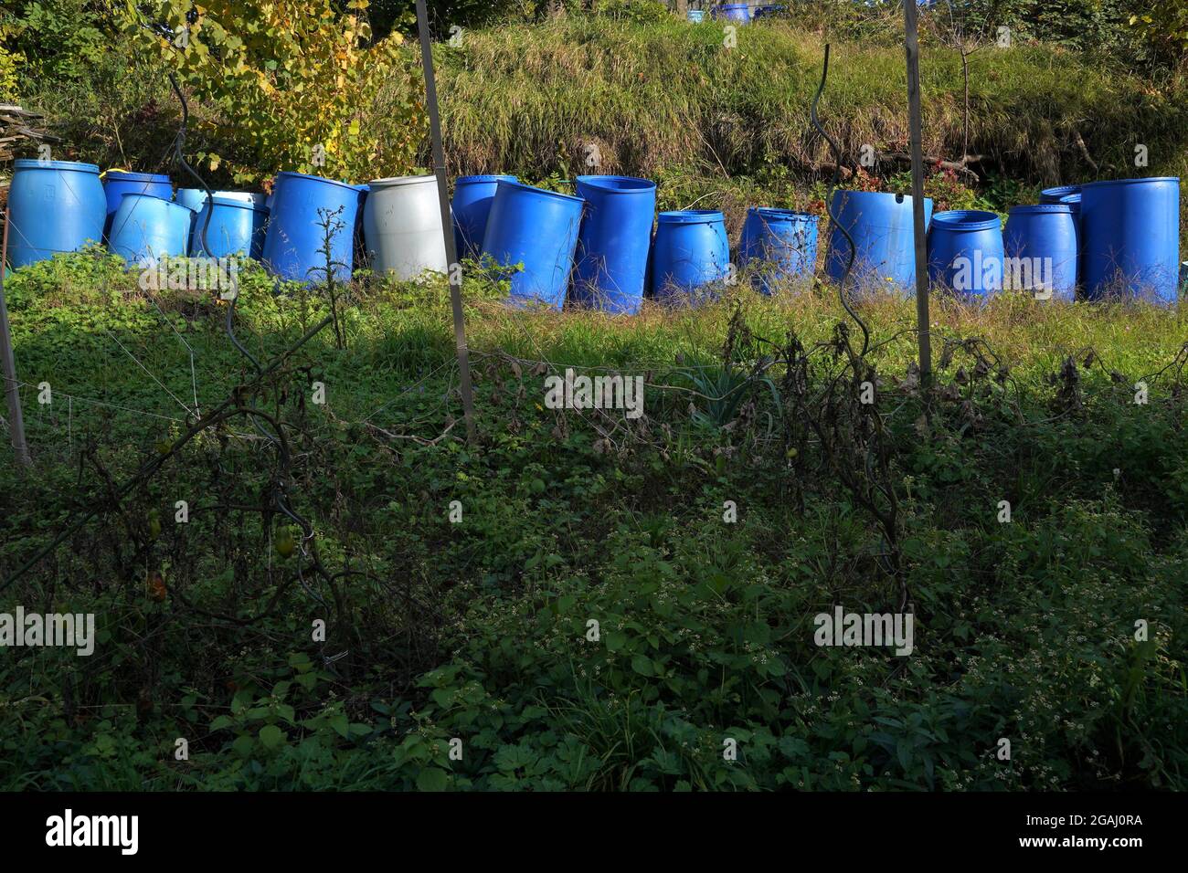Barili di plastica per la fermentazione di frutta. Sono disposti in fila in giardino in autunno. I barili sono in diverse sfumature di colore blu. Foto Stock