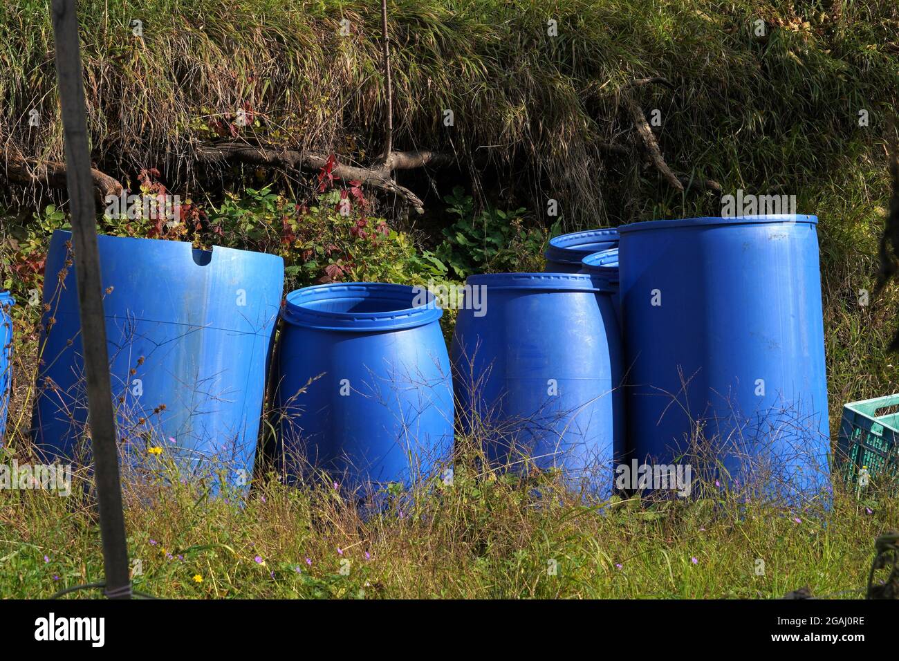 Barili di plastica per la fermentazione di frutta. Sono sistemati in un gruppo in giardino in autunno. I barili sono di colore blu. È presente spazio per la copia. Foto Stock