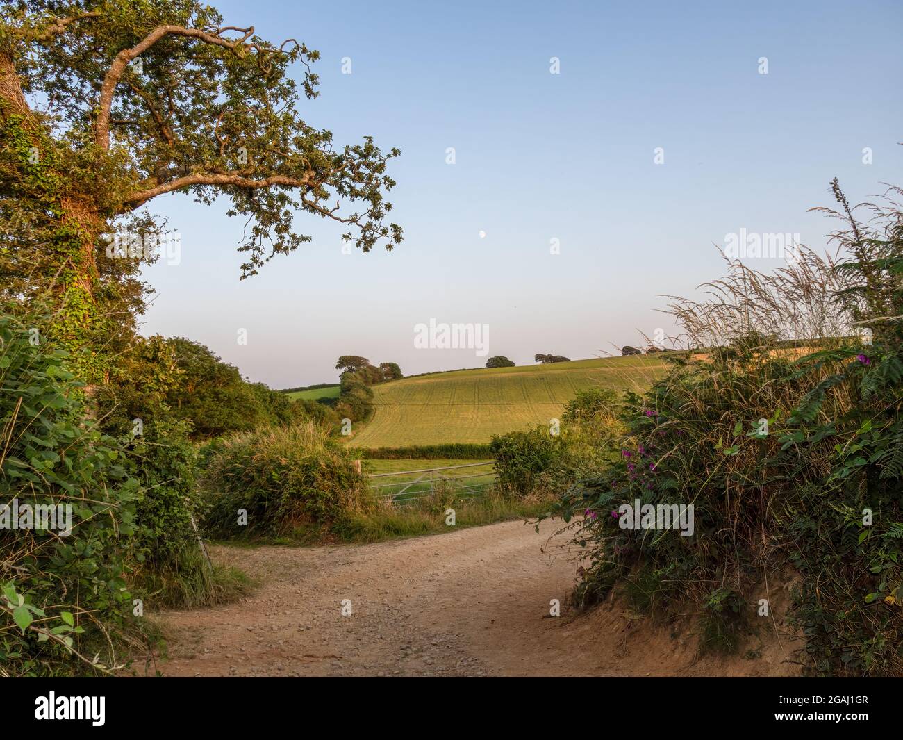 Country Lanes, Devon, Inghilterra, in una serata estiva. Foto Stock