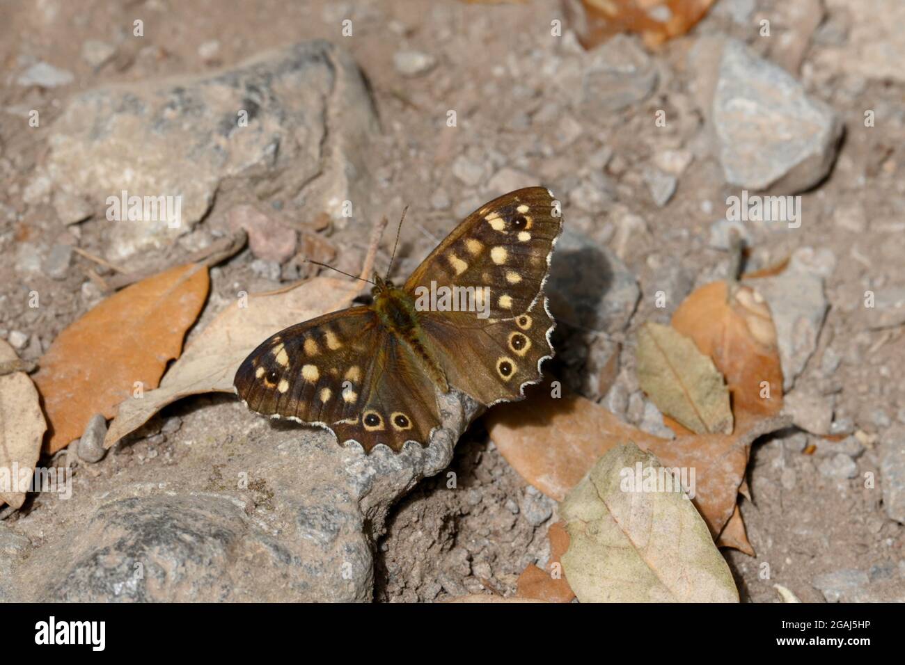 Farfalla di legno macchiato in bosco aperto Foto Stock