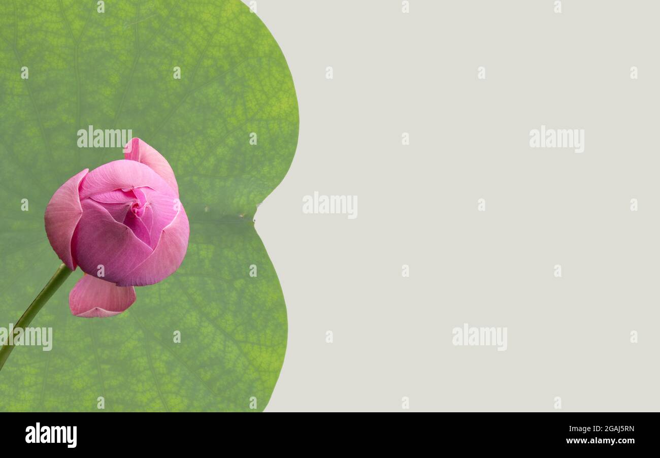 Fiori di loto bello asiatico fiore di loto nello stagno Foto Stock