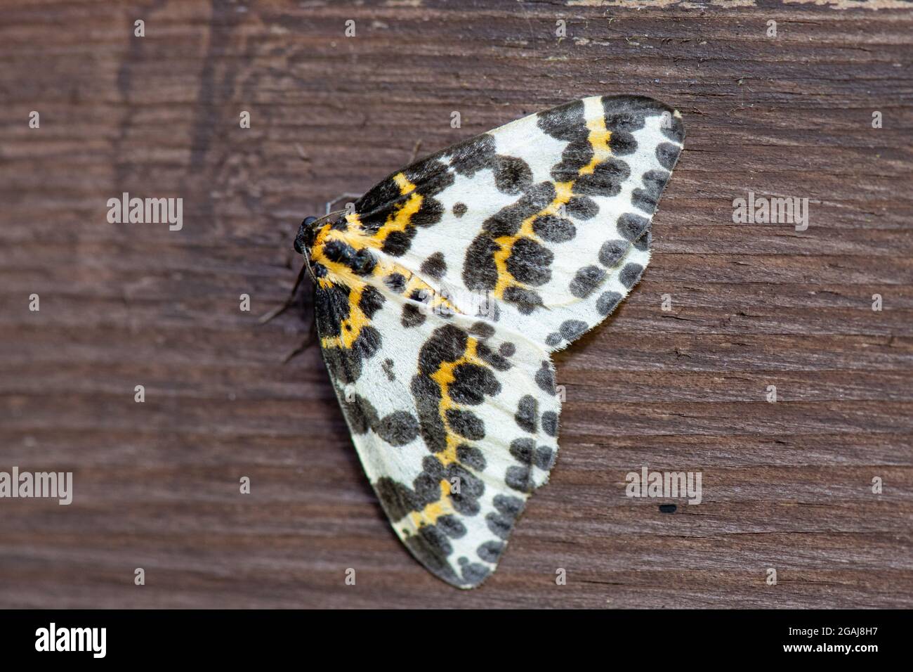 Magpie Moth, (Abraxas grossulariata), Inverurie, Aberdeenshire, Scozia, Regno Unito Foto Stock